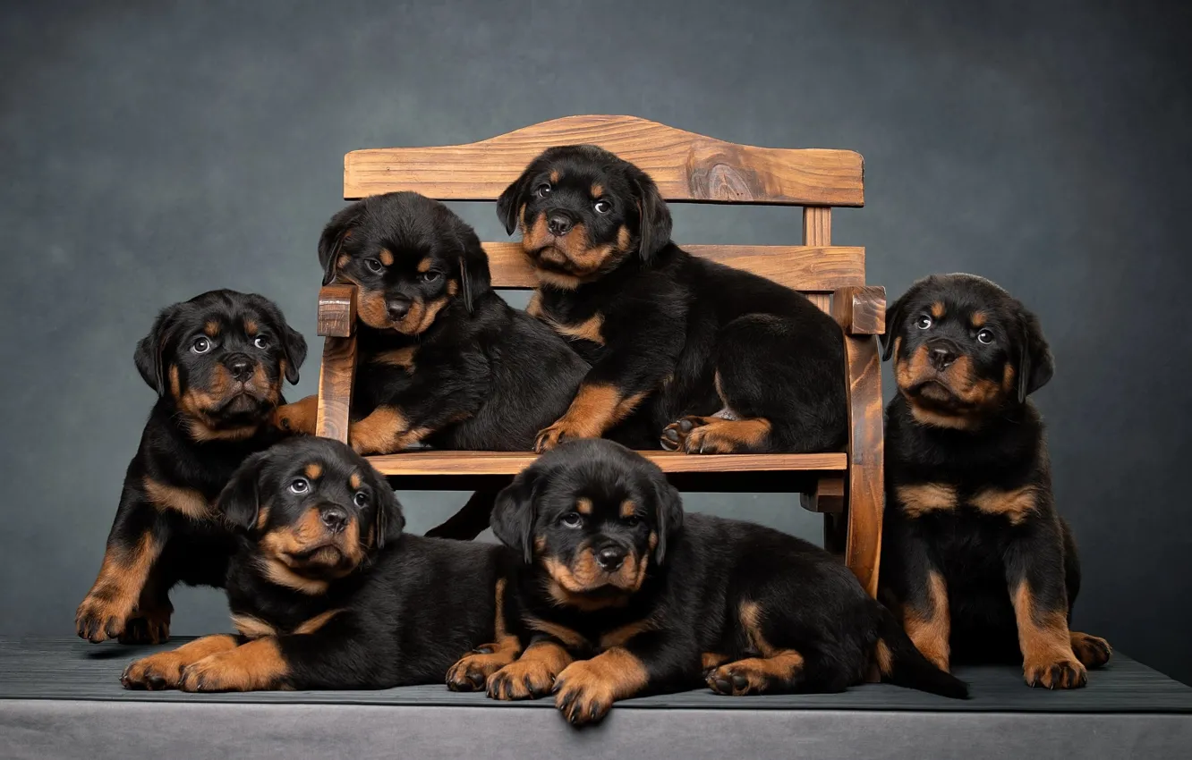Фото обои собаки, скамейка, фон, щенки, Ротвейлеры, Светлана Писарева