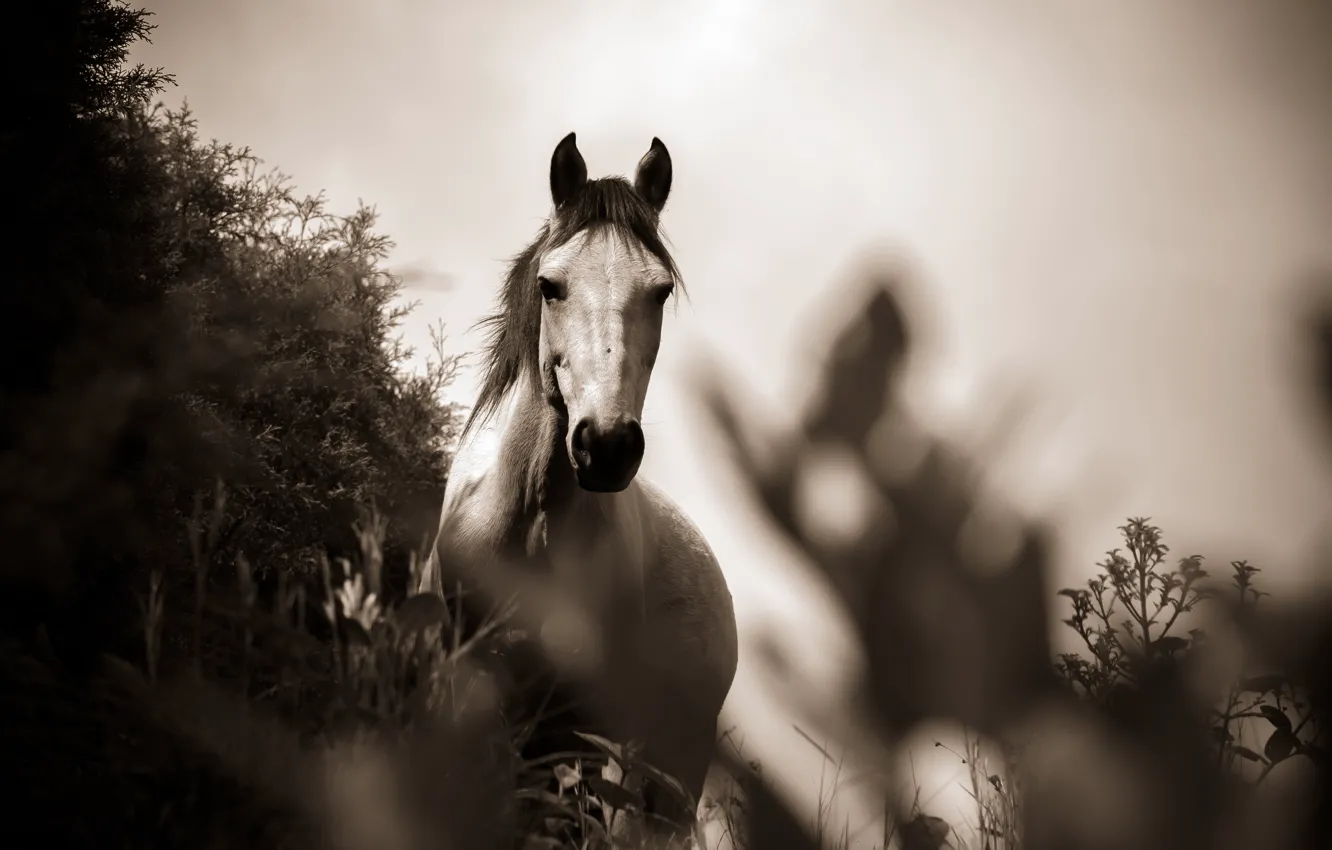 Фото обои трава, фото, лошадь, черно-белое, монохром