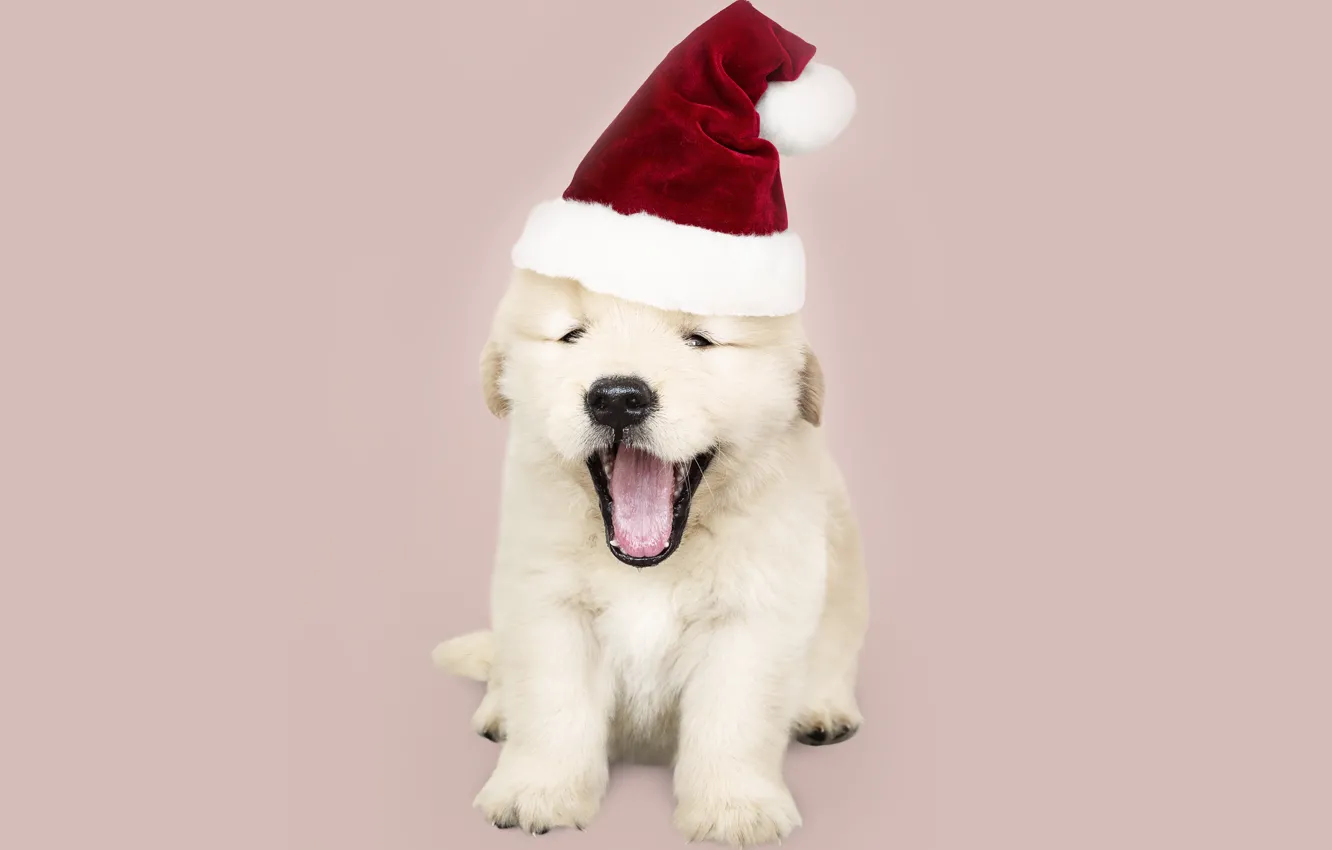 Фото обои собака, Новый Год, Рождество, щенок, санта, лабрадор, Christmas, puppy, dog, New Year, cute, Merry, santa …
