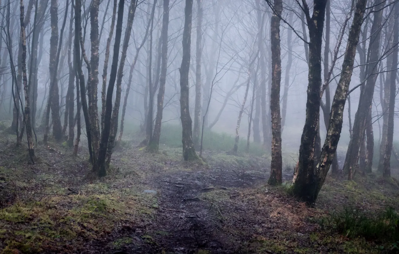 Фото обои зима, лес, деревья, природа, туман, Англия, тропинка, England, январь, Peak District National Park, Derbyshire, Дербишир, …