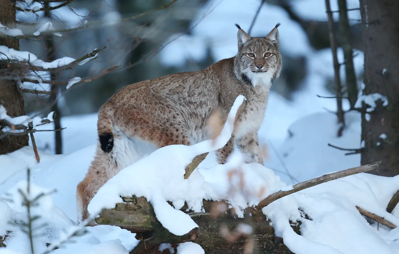 Фото обои зима, лес, взгляд, снег, рысь, дикая кошка