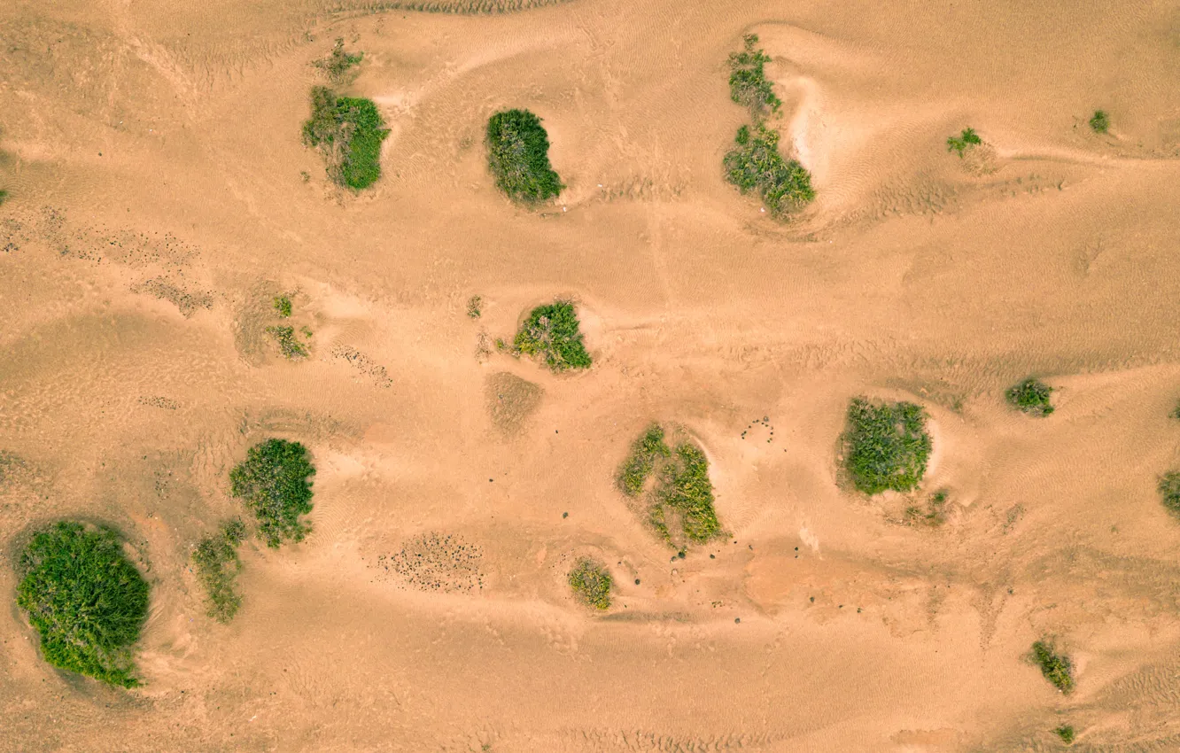 Фото обои песок, зелень, растительность, пустыня