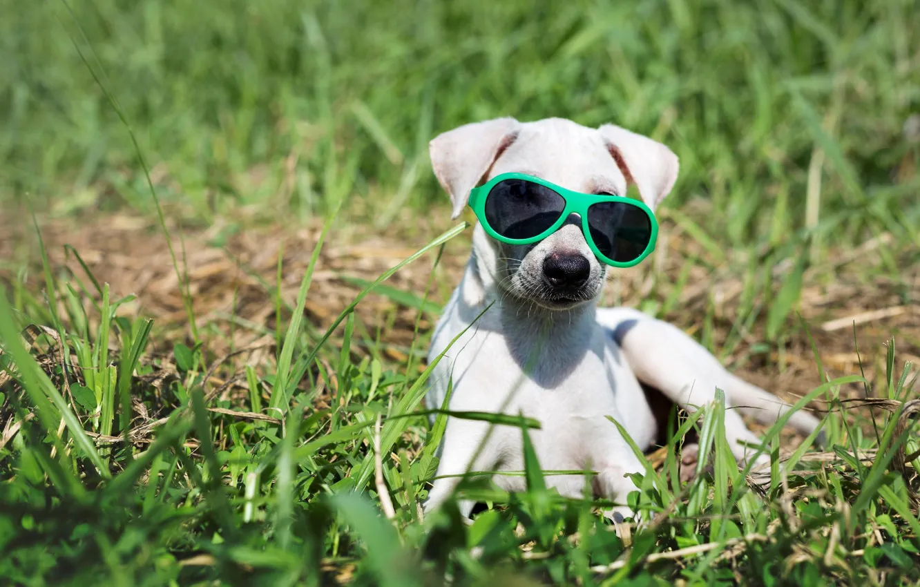Фото обои трава, очки, щенок