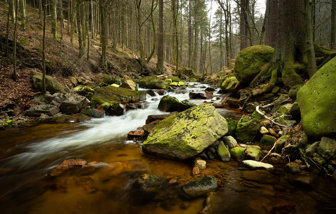 Фото обои лес, камни, мох, Германия, речка