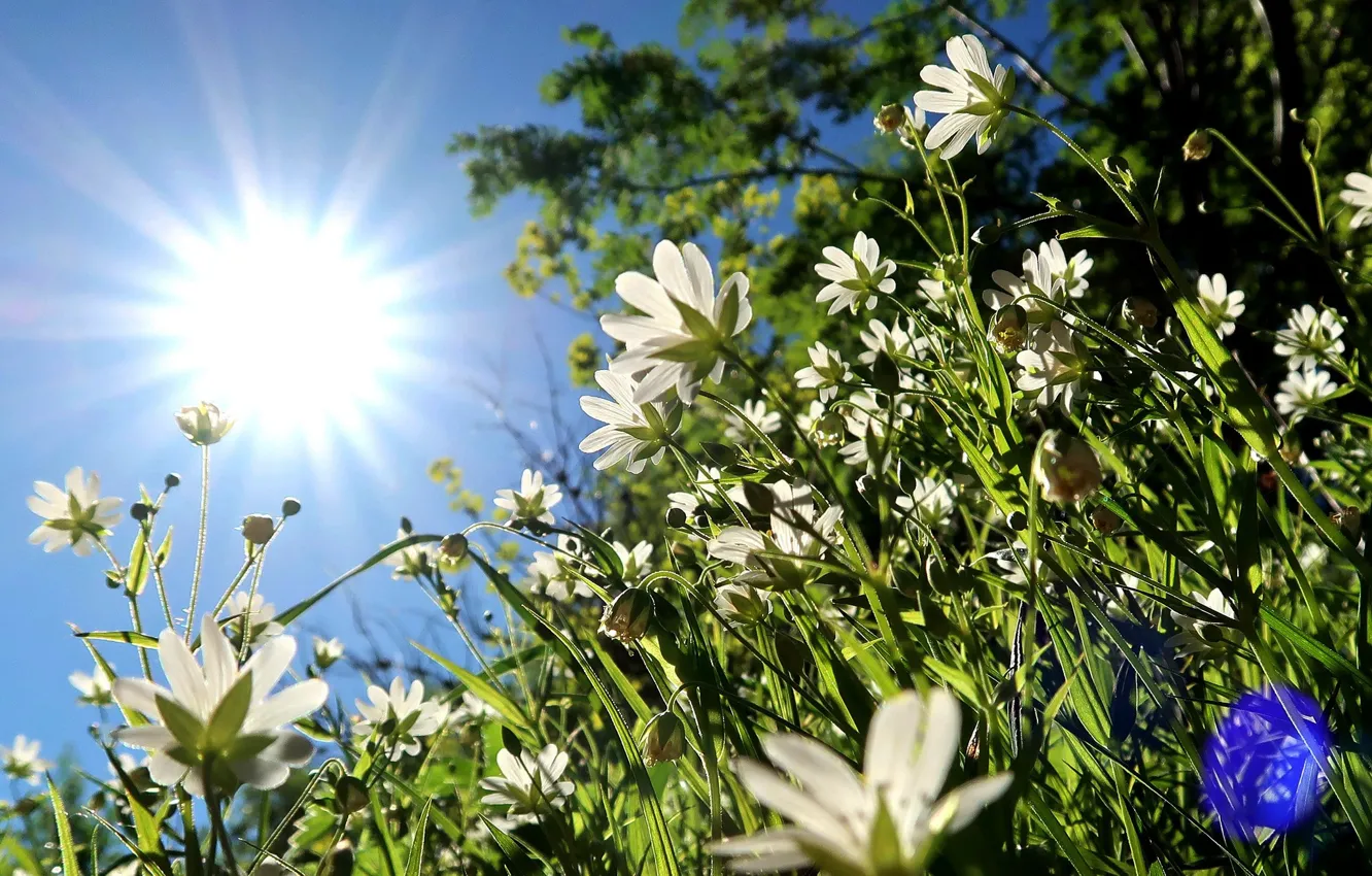 Фото обои лето, небо, трава, солнце, цветы