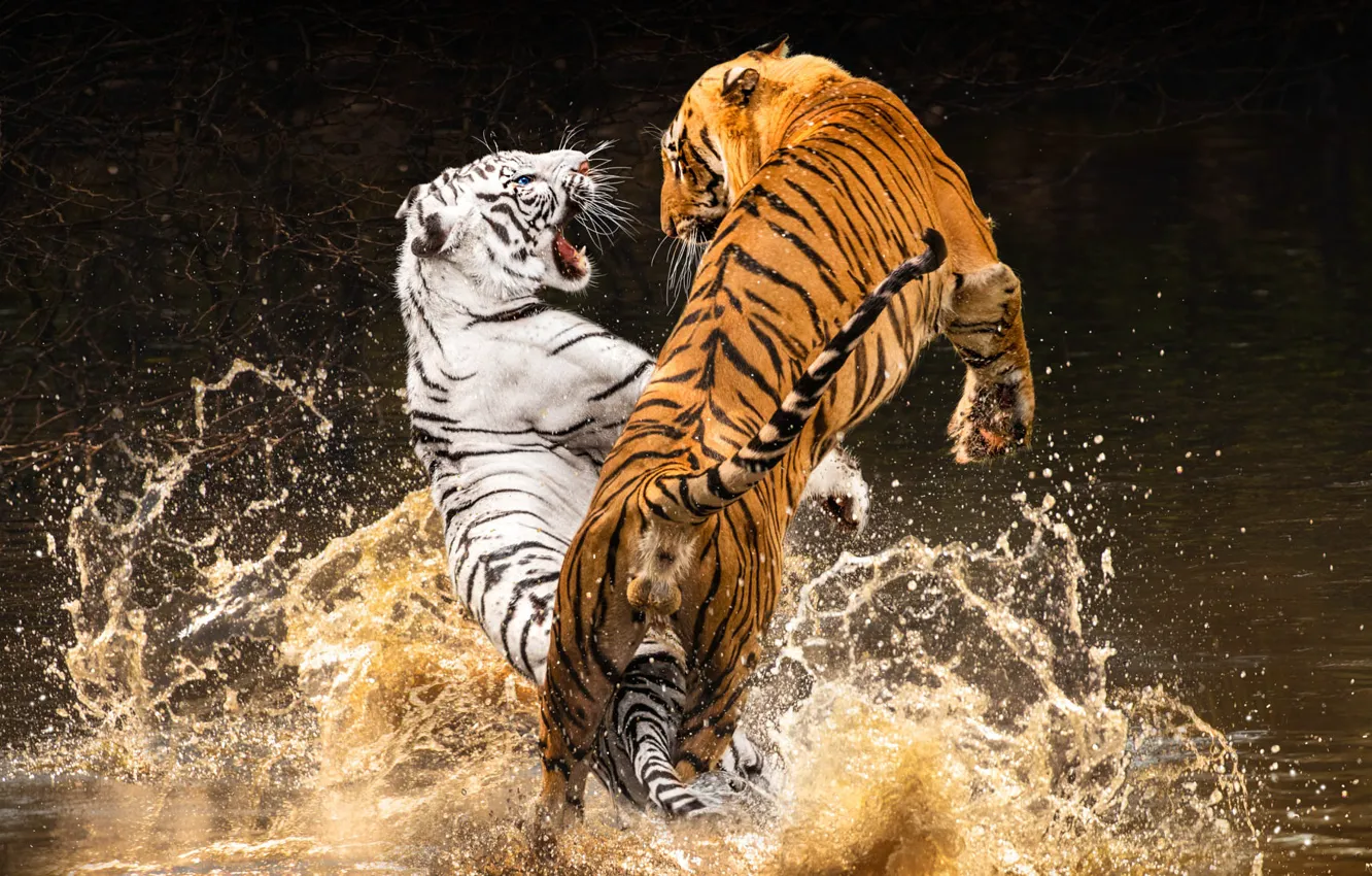 Фото обои белый, вода, брызги, ветки, тигр, прыжок, лапы, купание, пасть, пара, тигры, водоем, позы, два тигра
