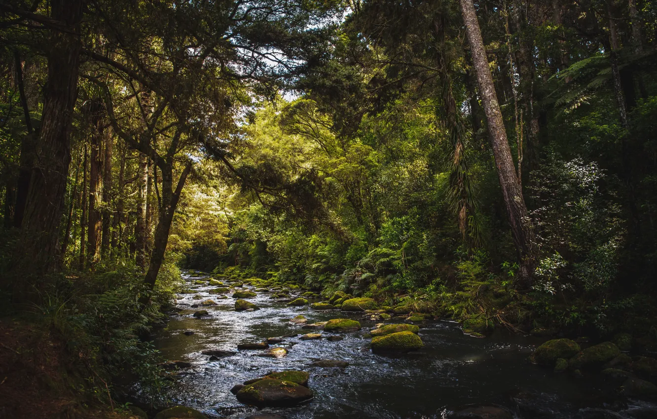 Фото обои лес, лето, деревья, природа, камни, речка, New Zealand, Whangarei