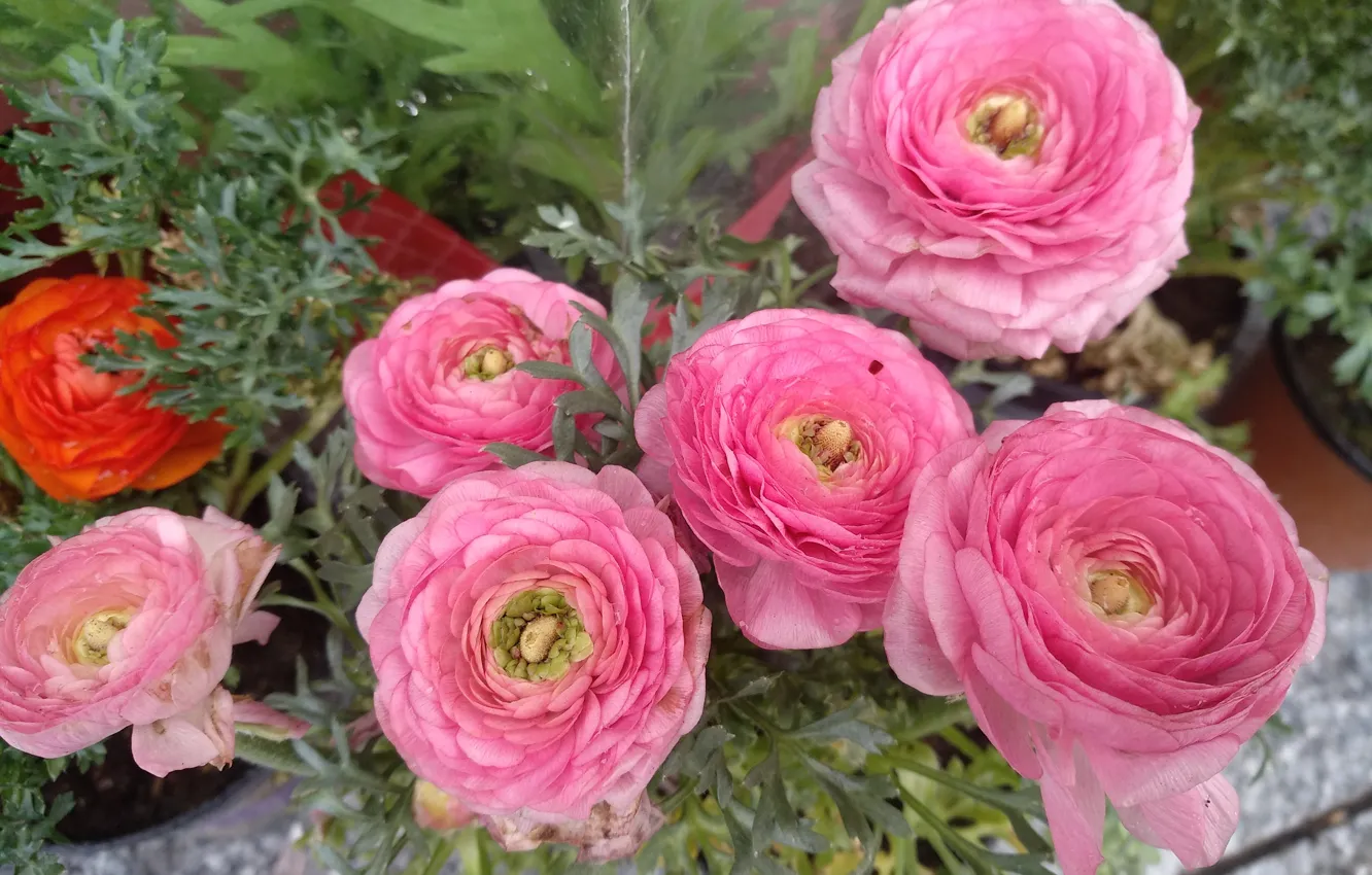Фото обои Flowers, Pink flowers, Ранункулюсы, Розовые цветы