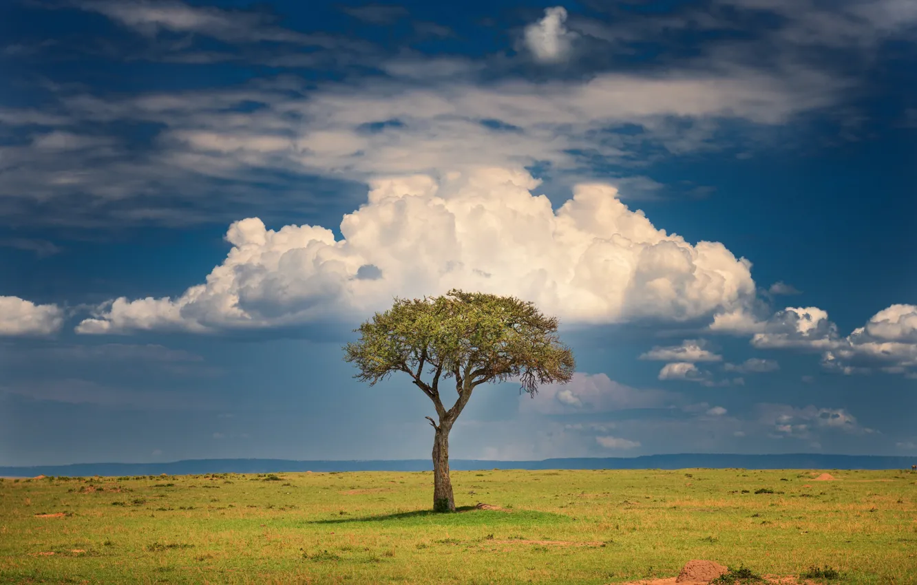 Фото обои облака, дерево, саванна, clouds, tree, Кения, savannah, Kenya, Jeffrey C. Sink