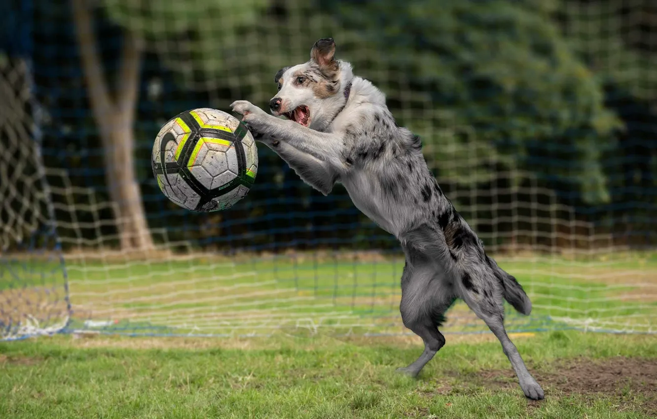 Самые Известные Собаки Футбольных Звезд