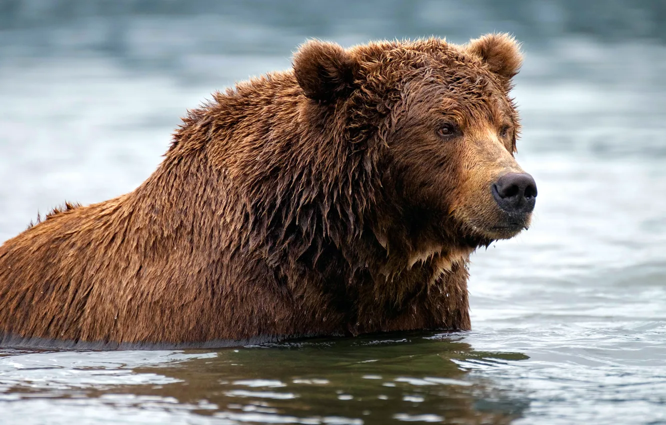 Фото обои река, медведь, купание, бурый