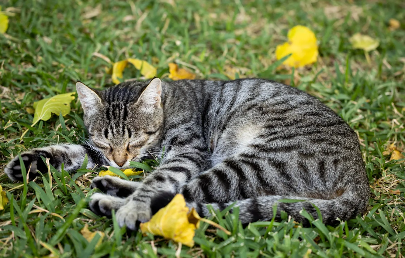 Фото обои кошка, листва, сон, домашнее животное, мяу, кот на траве, серо-полосатая шерсть