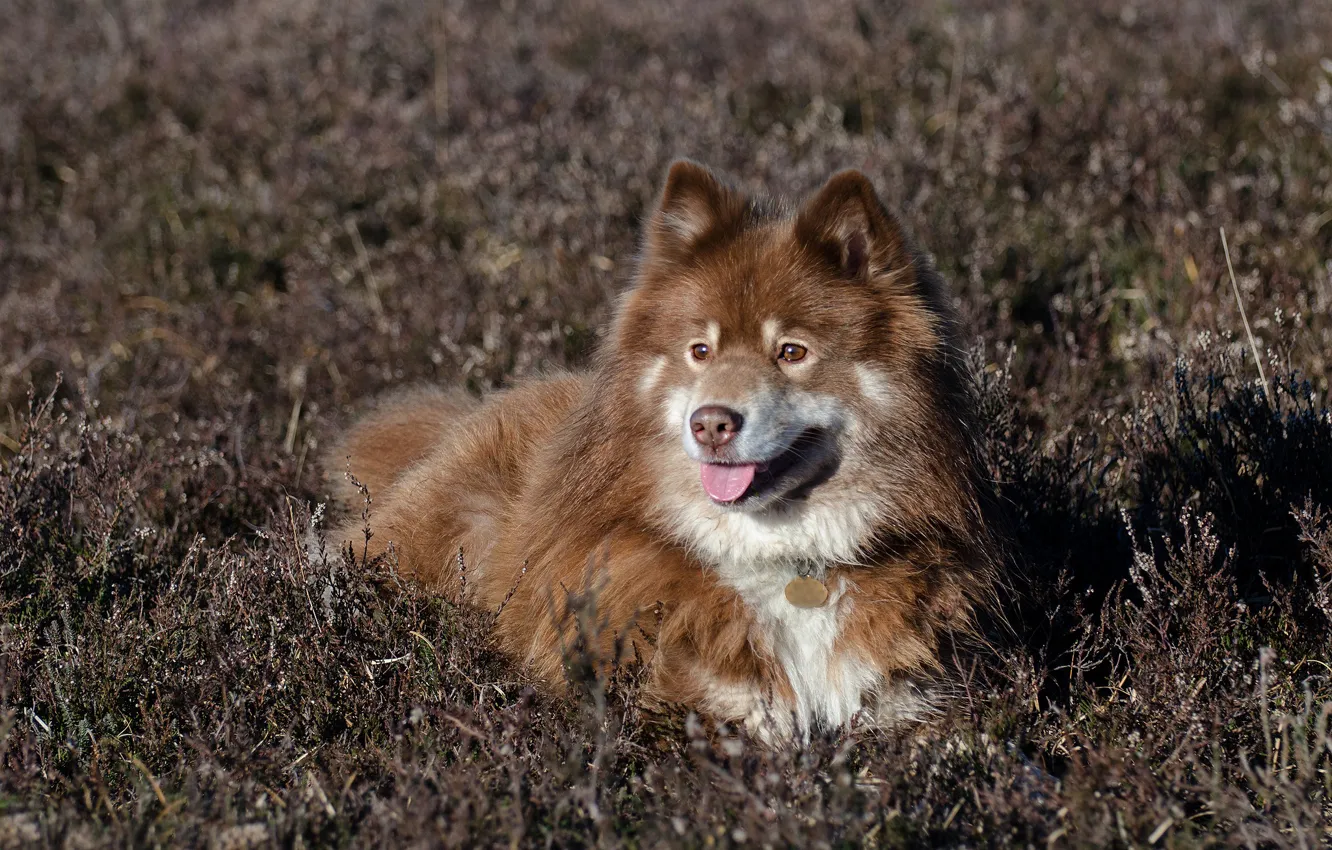 Фото обои трава, собака, вереск, Финский лаппхунд