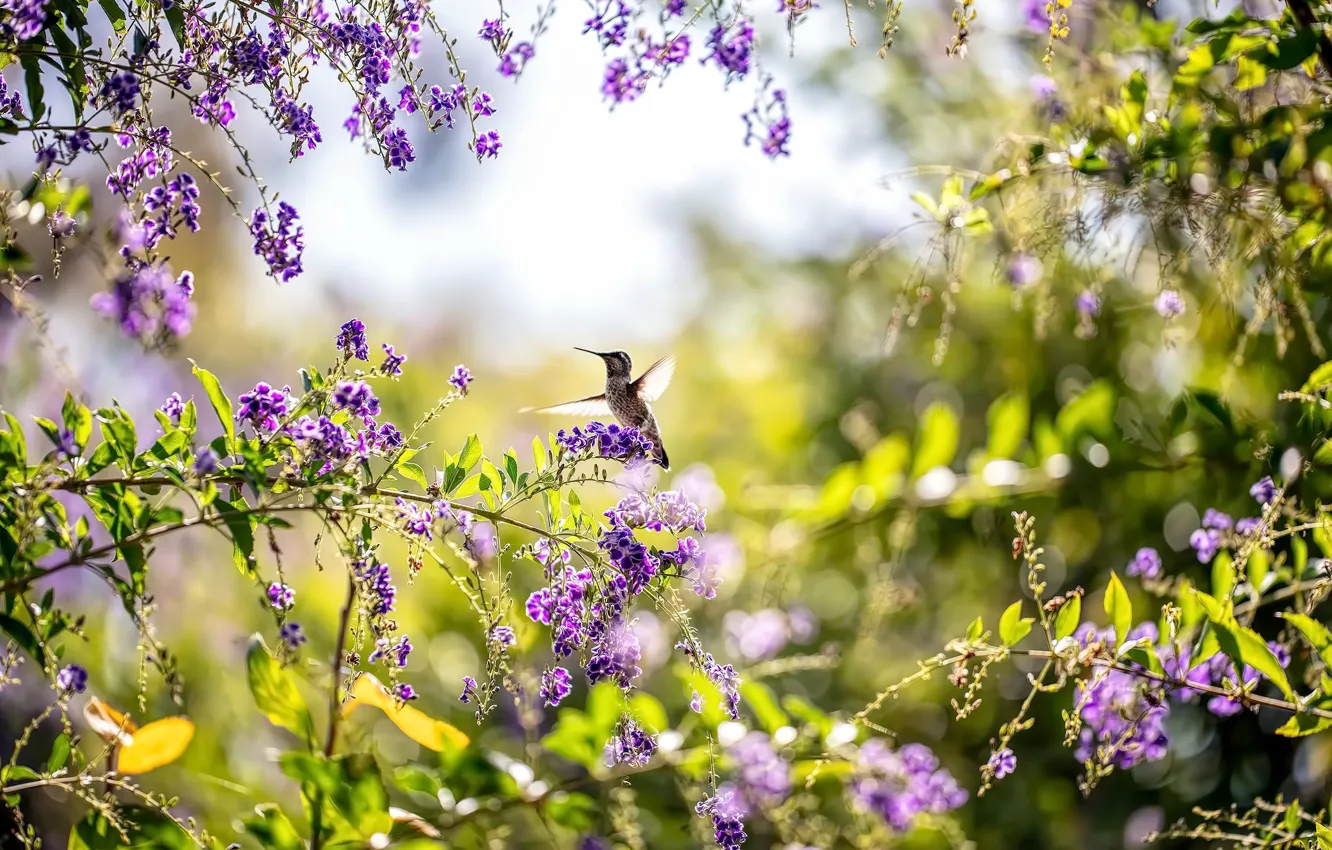 Колибри весной