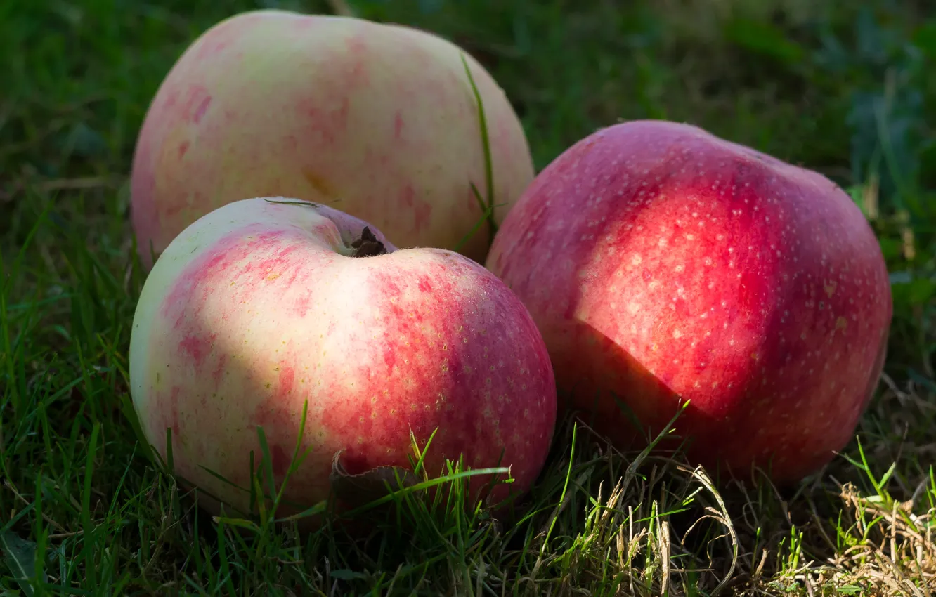 Фото обои осень, трава, солнце, яблоки, штрифель