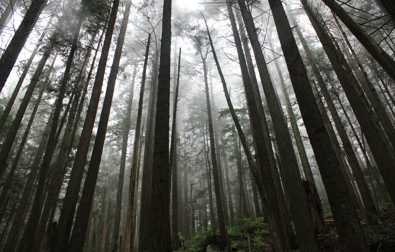 Фото обои лес, деревья, природа, Canada, British Columbia, North Vancouver, Capilano