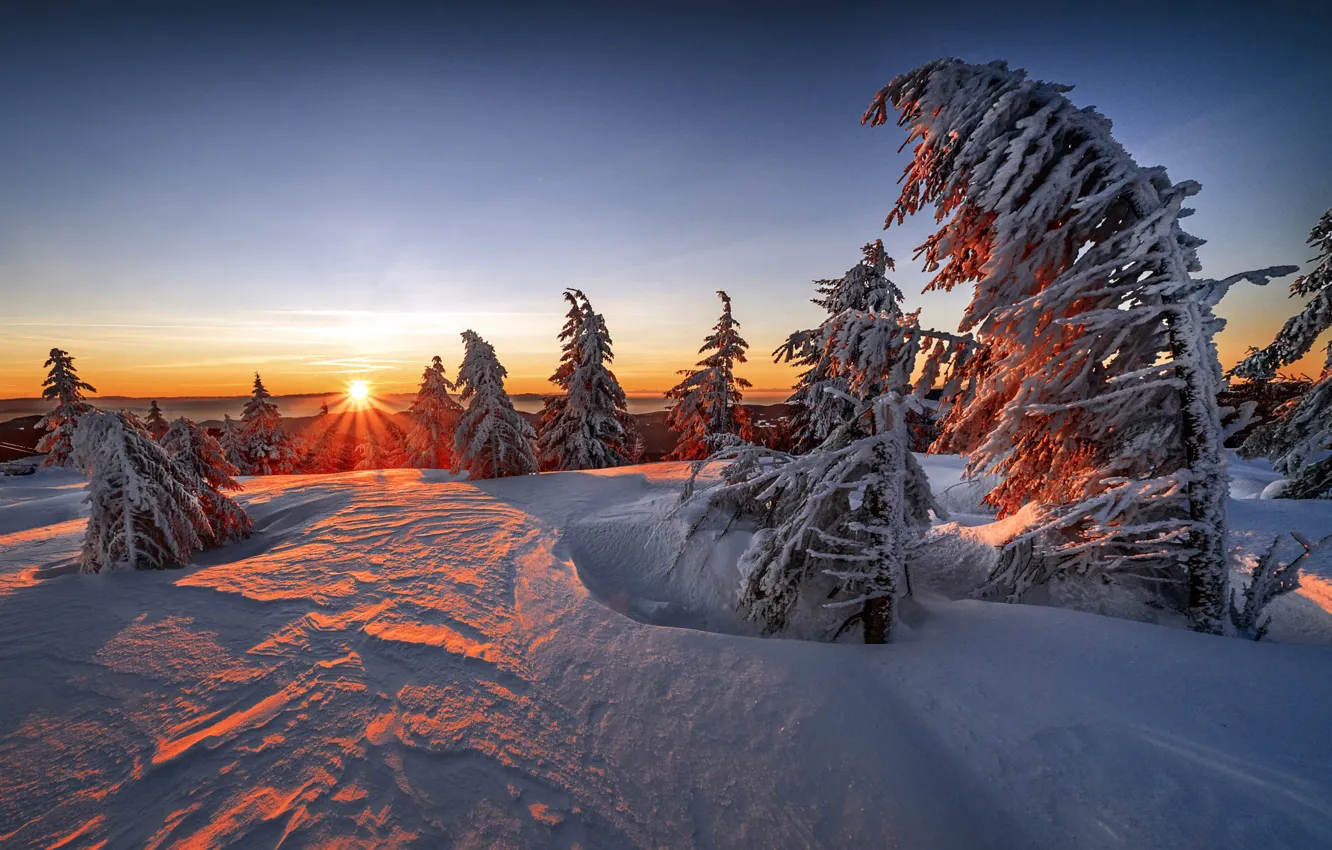 Фото обои зима, солнце, лучи, снег, деревья, пейзаж, закат, природа, ели, Robert Didierjean