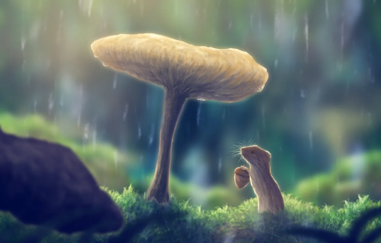 Фото обои природа, дождь, гриб, жолудь, полевка