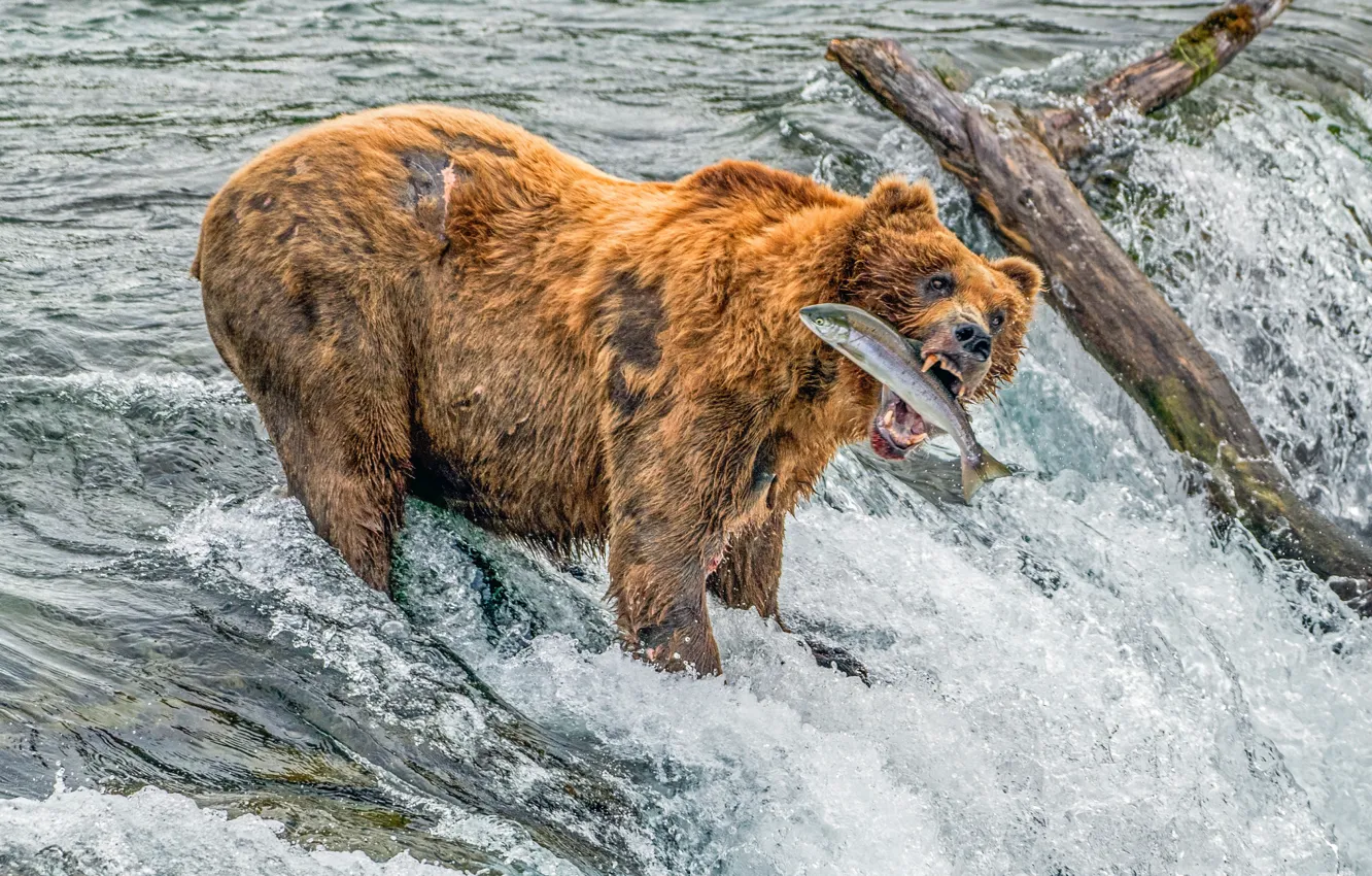 Фото обои Water, River, Bear, Log, Salmon