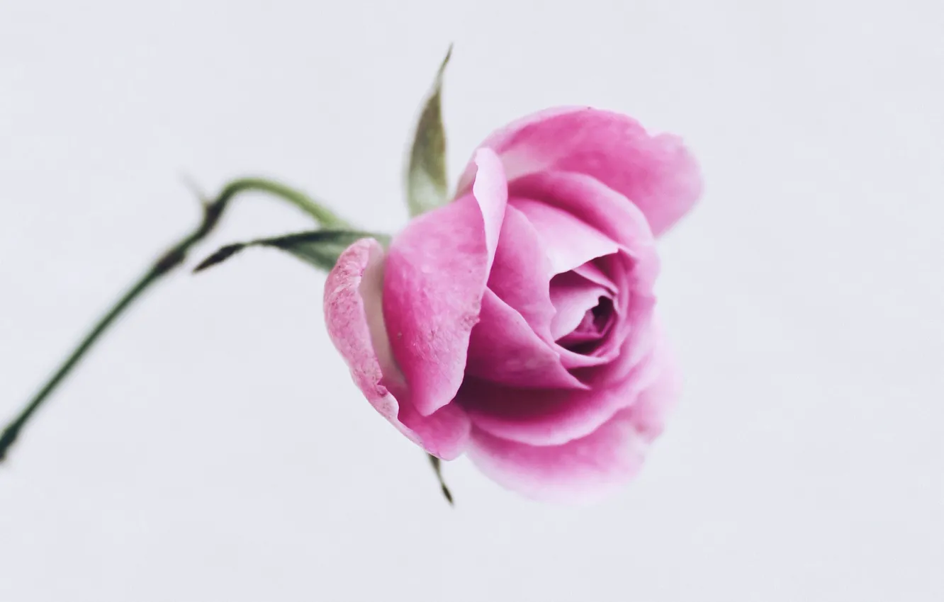 Фото обои цветок, крупный план, роза, минимализм, лепестки