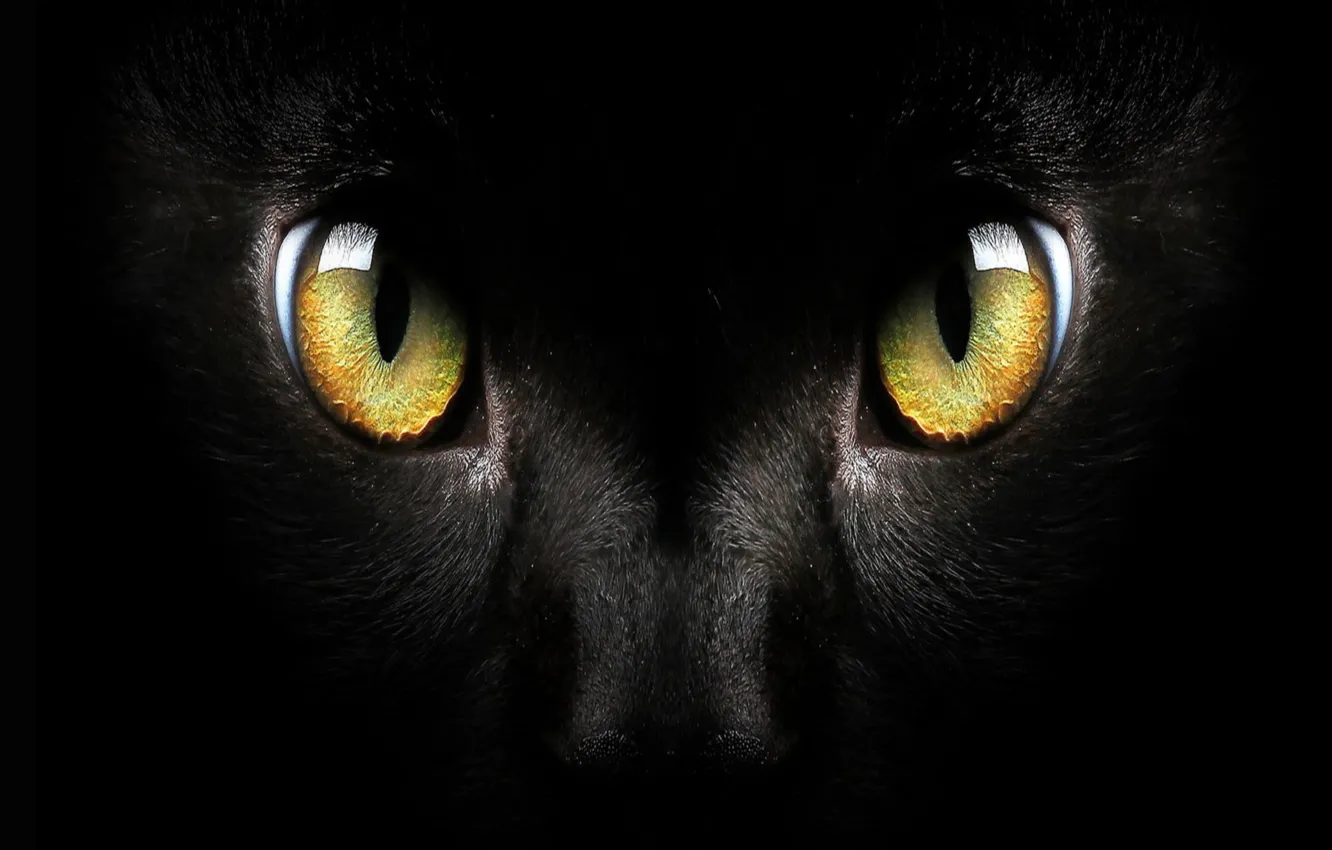 Фото обои black cat, Macro, cat face, green eyed