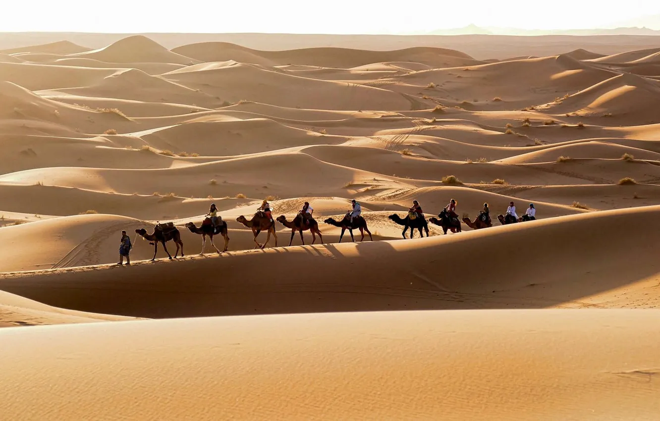 Фото обои солнце, пейзаж, барханы, жара, горизонт, пески, караван, путники, пустыня Сахара, свет и тень