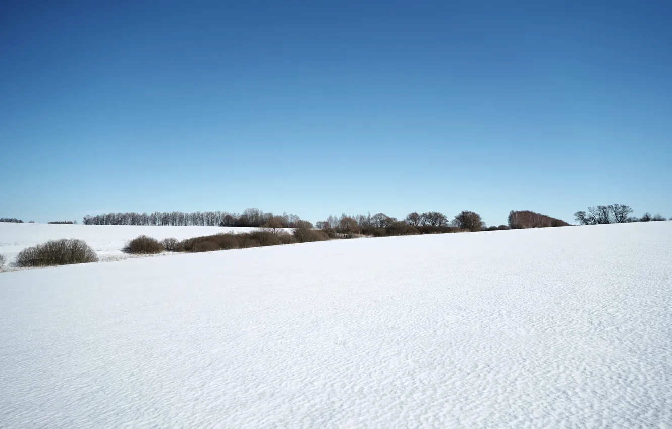 Фото обои зима, небо, снег, деревья, фон, настроение, обои, поля