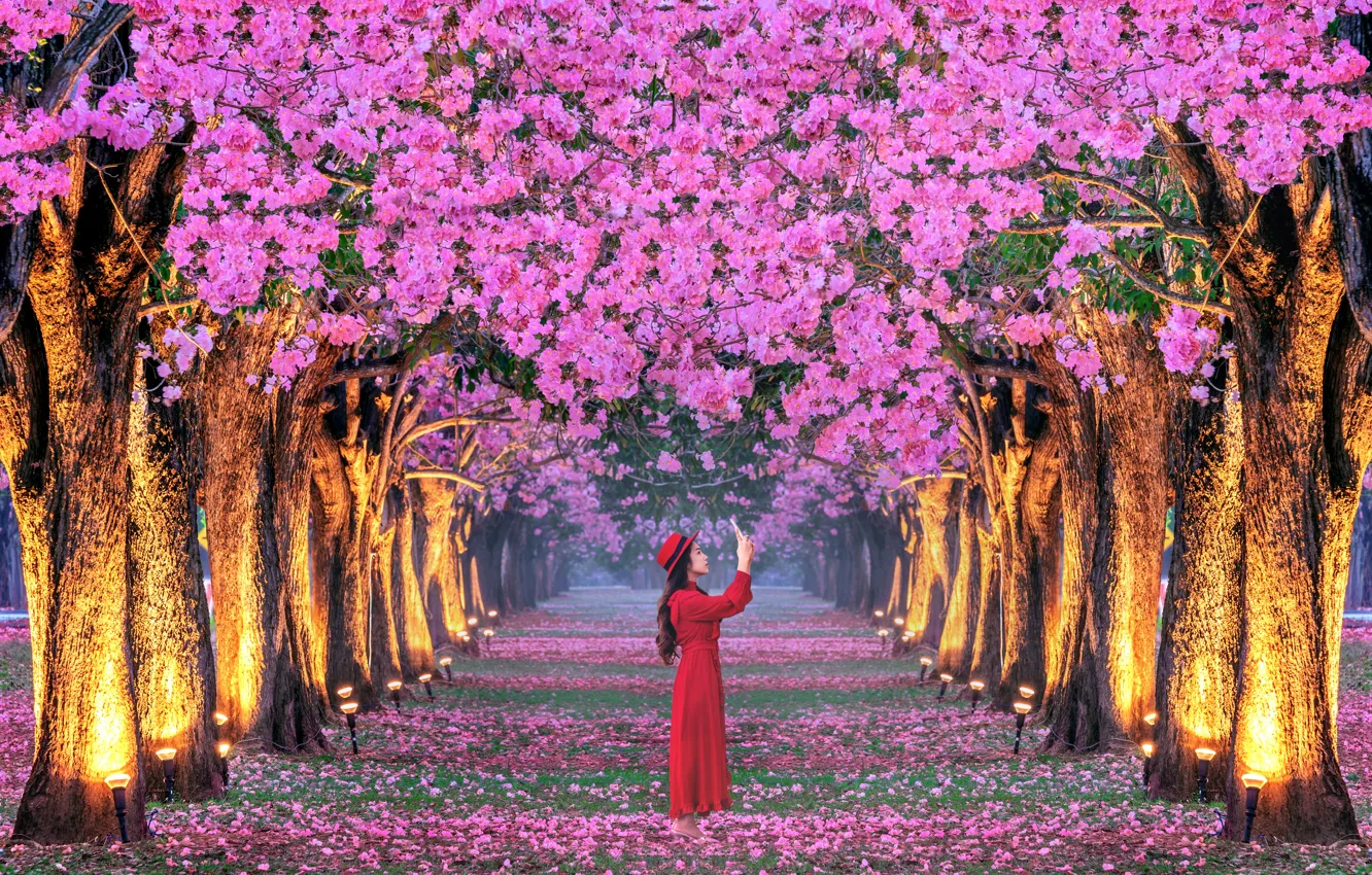 Фото обои девушка, деревья, вишня, парк, весна, Япония, сакура, Japan, girl, аллея, цветение, trees, landscape, pink, blossom, …