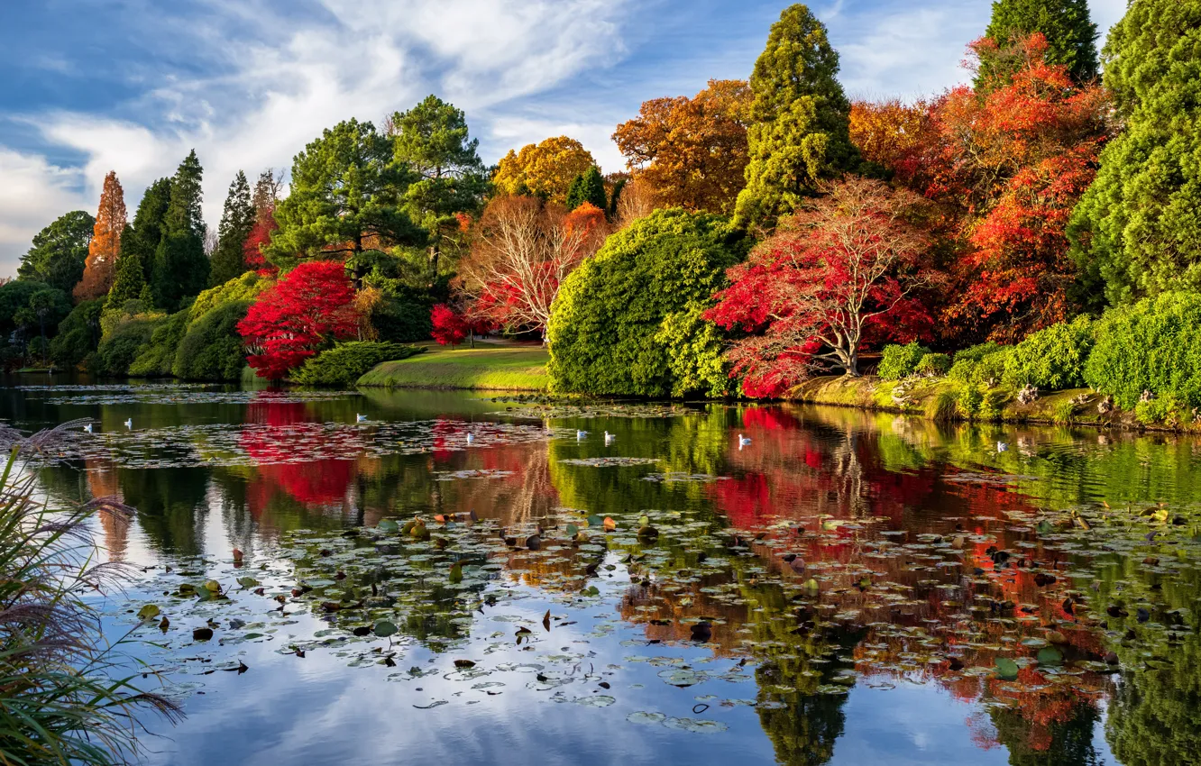 Фото обои осень, деревья, пейзаж, природа, пруд, парк, Англия, Шеффилд, Sheffield Garden