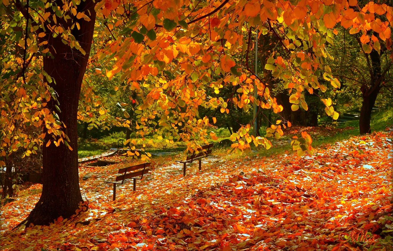 Обои Осень, Fall, Листва, Autumn, Листопад, Leaves картинки на рабочий стол, раздел природа - скачать
