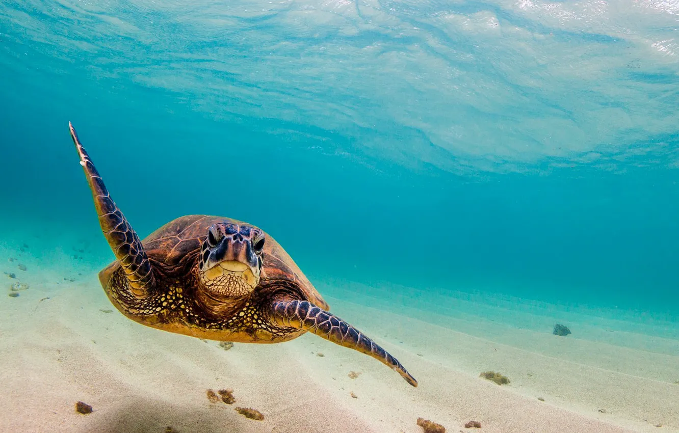 Фото обои sea, ocean, turtle, sea turtle, swiming