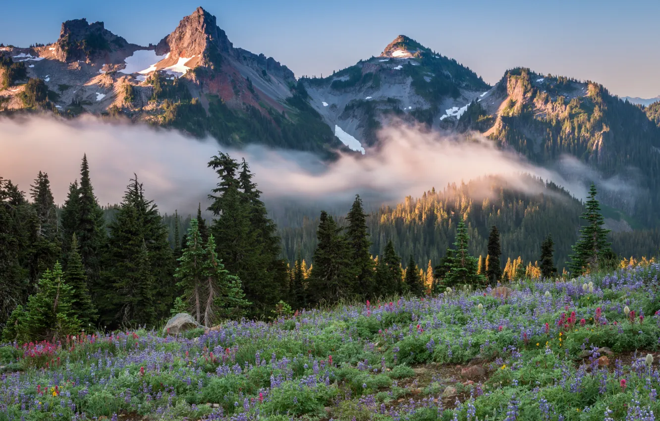 Фото обои деревья, пейзаж, горы, природа, туман, луг, США, травы, леса, национальный парк, National Park, Mount Rainier, …
