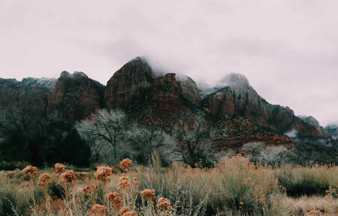 Фото обои небо, трава, деревья, горы, природа, туман, пасмурно, США, Национальный парк Зайон, красные скалы