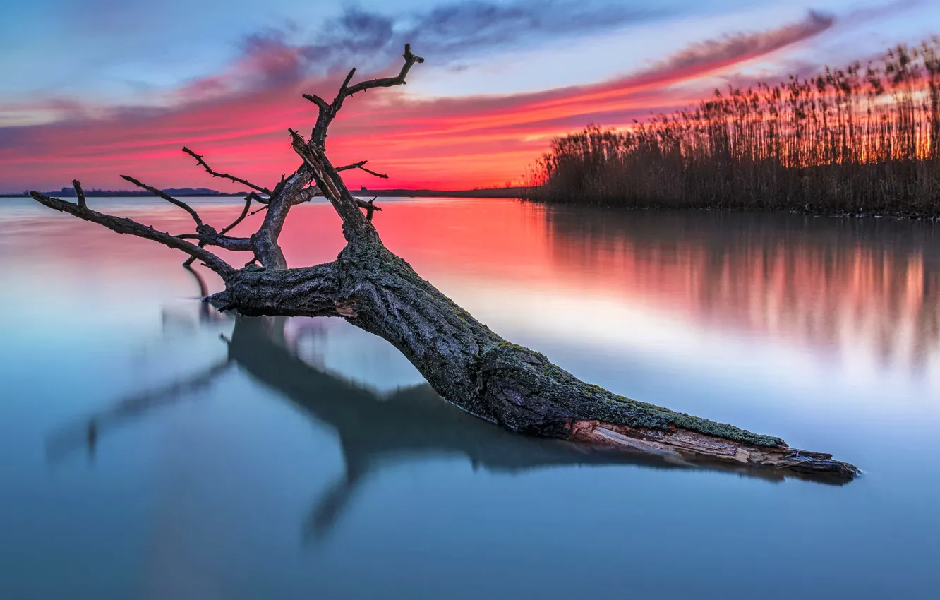 Фото обои закат, озеро, дерево