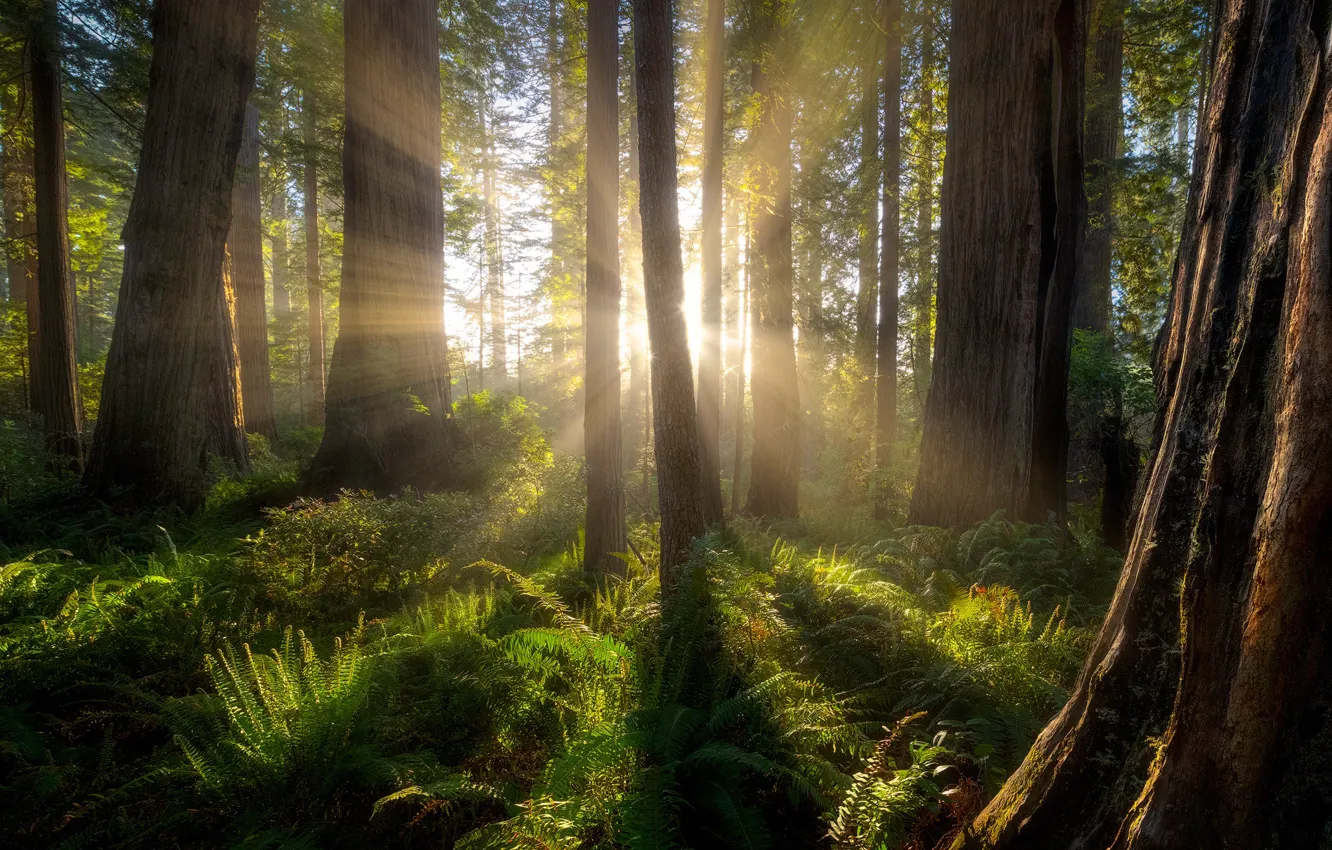 Фото обои лес, лучи, деревья, Калифорния, солнечный свет, секвойи