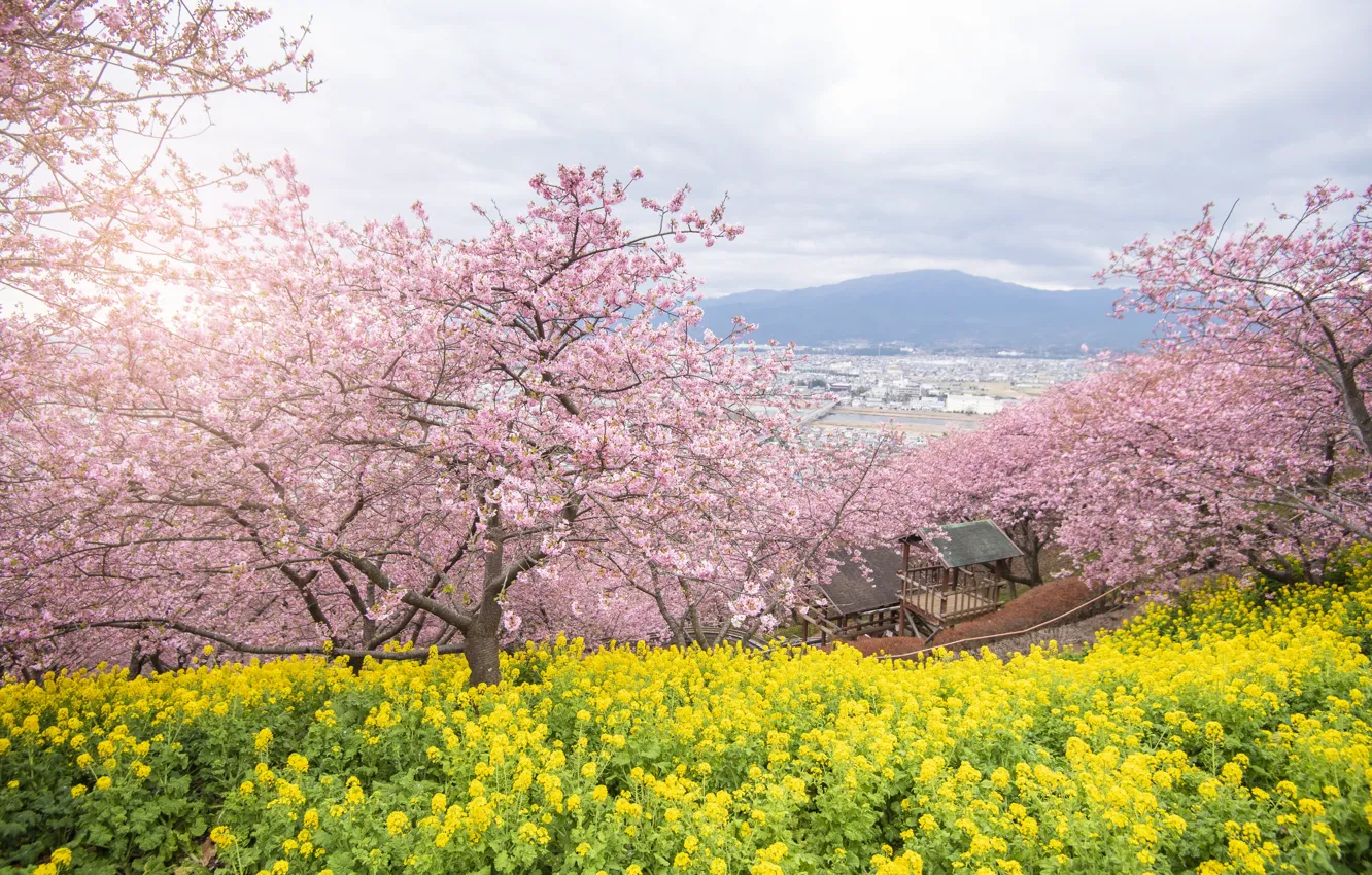 Фото обои деревья, цветы, парк, весна, сакура, цветение, pink, blossom, park, tree, sakura, cherry, spring