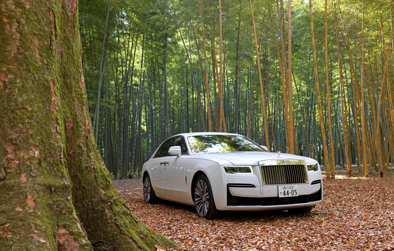 Фото обои лес, белый, природа, Rolls-Royce, Rolls-Royce Ghost