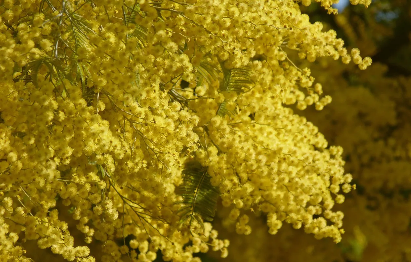 Фото обои желтый, Цветы, весна, цветение, Мимоза