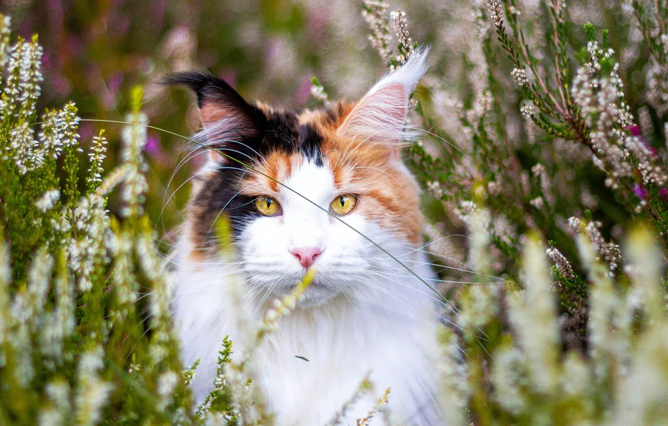 Фото обои кошка, кот, морда, цветы, природа, портрет, желтые глаза, мейн-кун, пятнистая, вереск