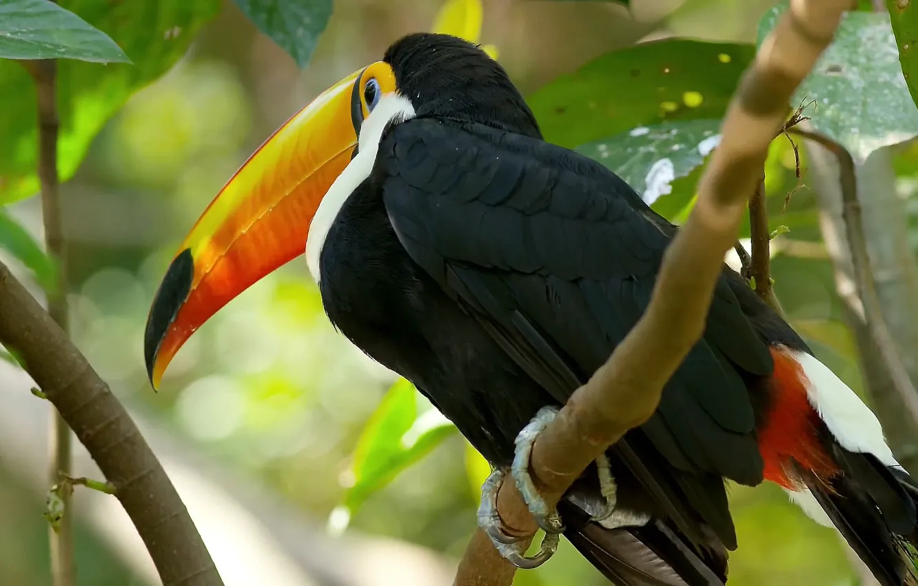 Фото обои beautiful, beautiful bird, Big Beak Bird, Colorful bird, Yellow beak, Great tropical bird, big beak, …