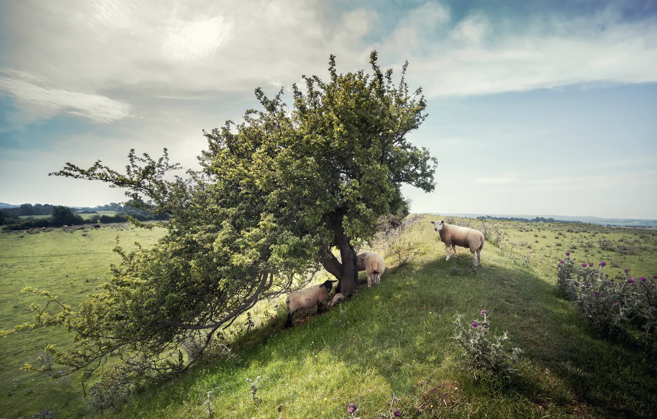 Фото обои природа, дерево, овцы