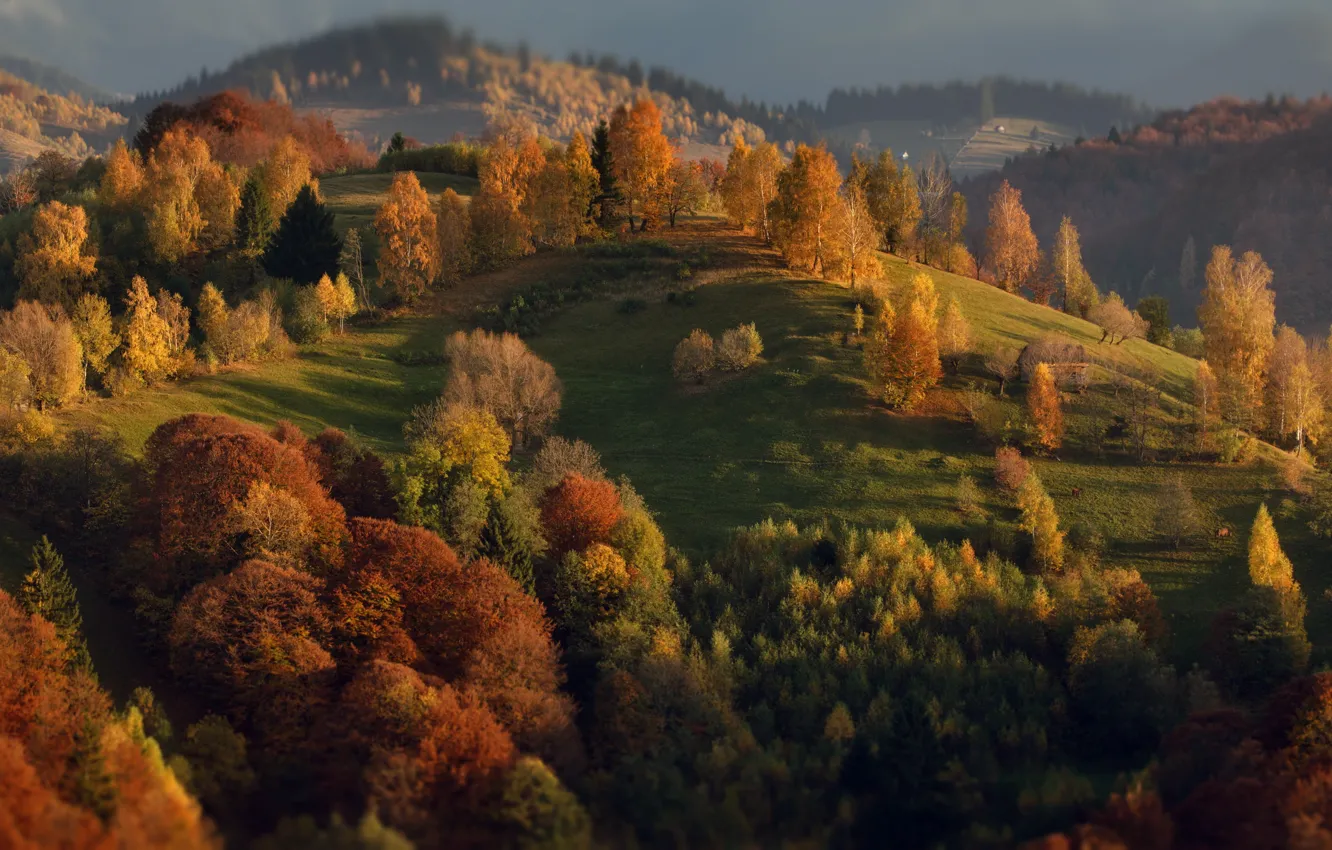 Фото обои осень, деревья, пейзаж, природа, холмы, Румыния, Александр Перов