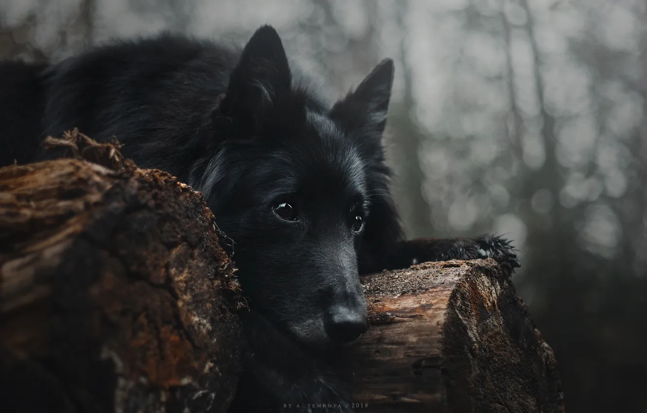 Фото обои взгляд, собака, черная, лежит, брёвна, Анастасия Темнова