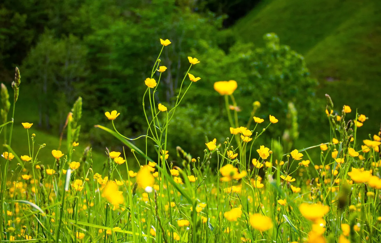 Фото обои зелень, лето, цветы, природа, summer, nature, yellow, жёлтые, flowers, лютики, greenery