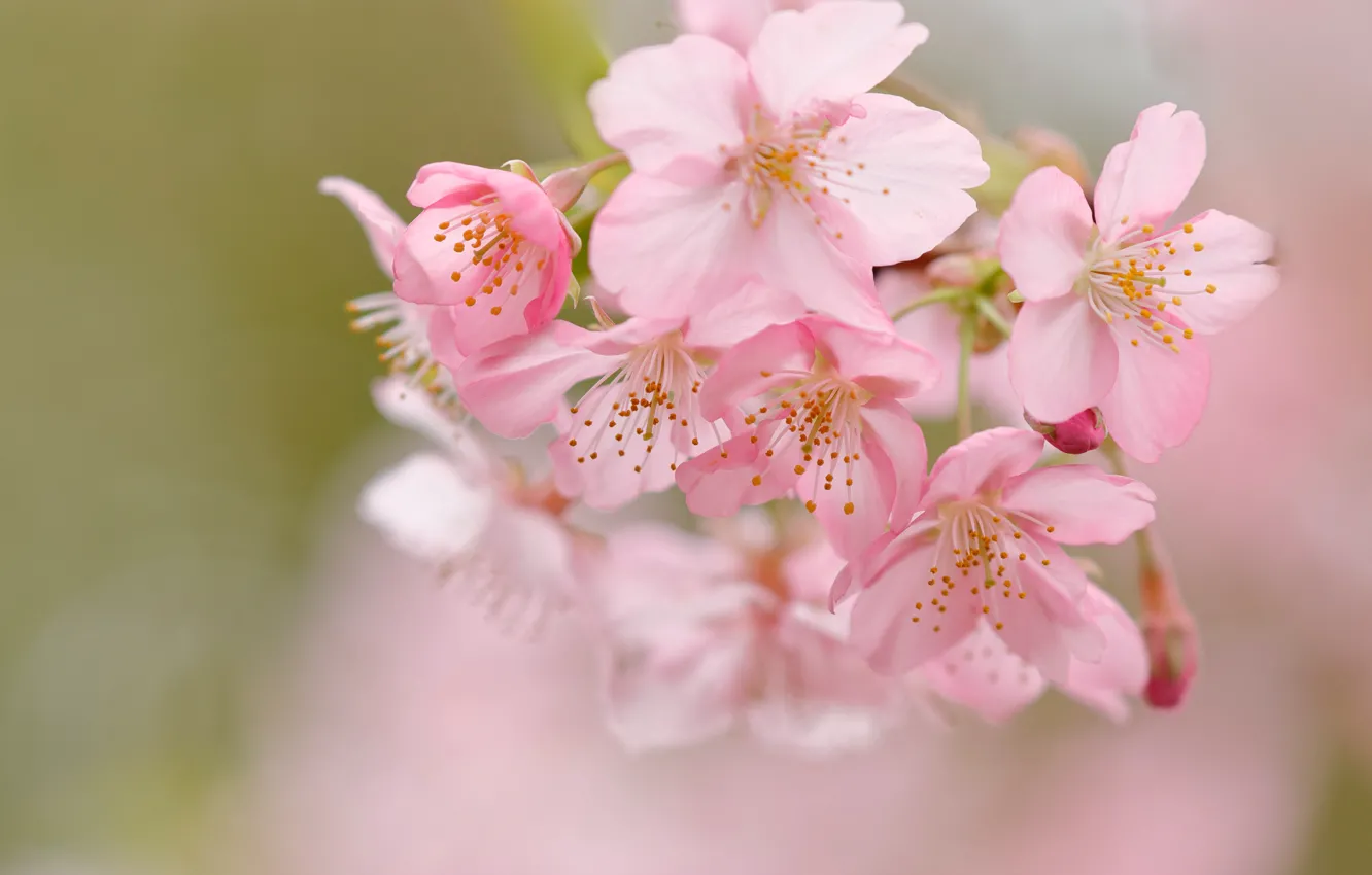 Фото обои макро, вишня, фон, весна, сакура, цветение, цветки, боке