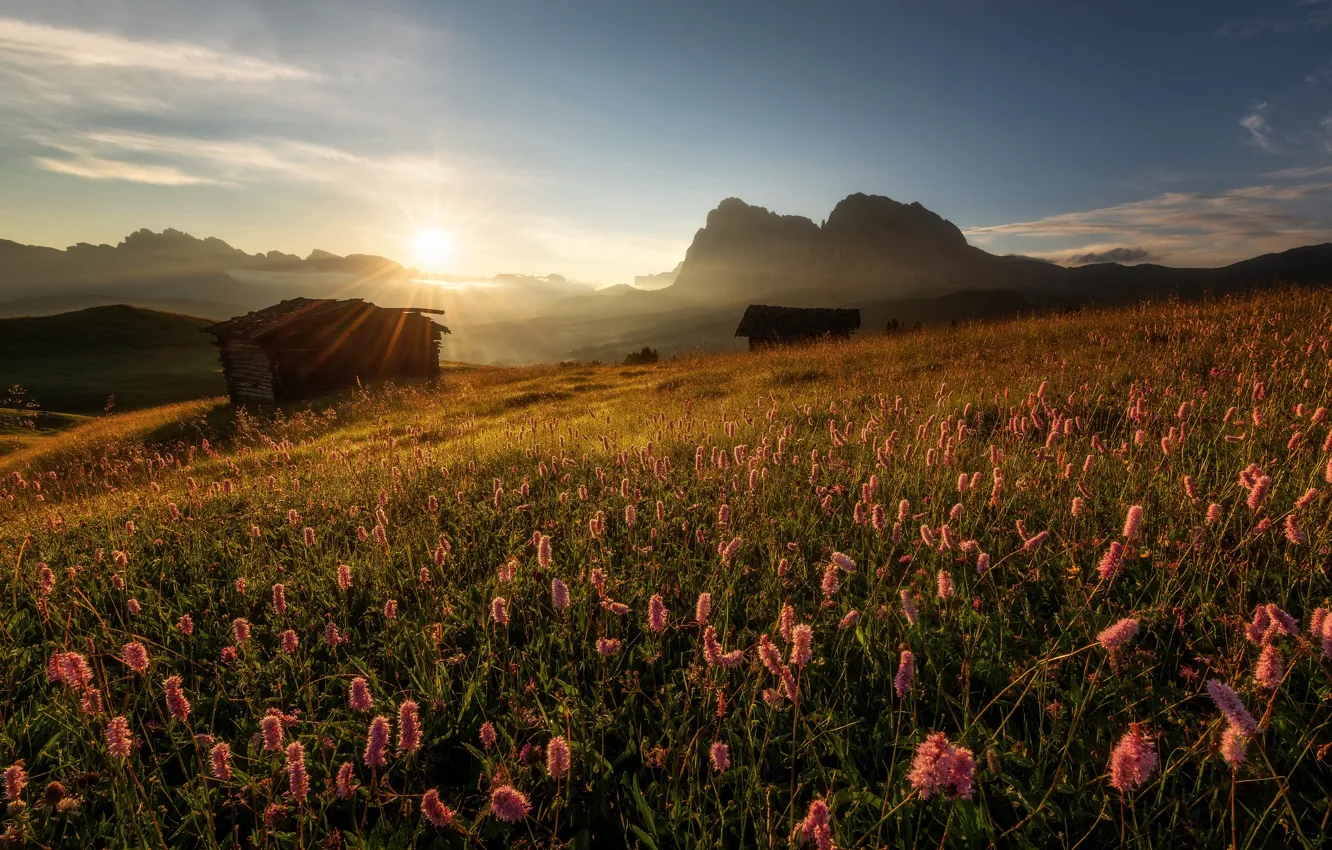Фото обои цветы, горы, восход, рассвет, утро, луг, хижины, Италия, Italy, Доломитовые Альпы, Южный Тироль, South Tyrol, …