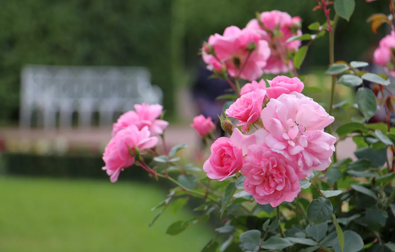 Фото обои лето, парк, розы