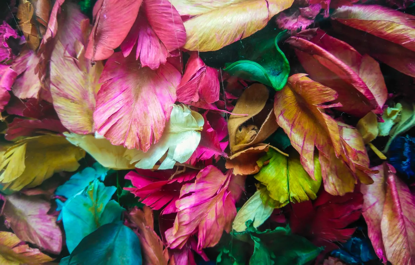 Фото обои листья, лепестки, colorful, сухие, leaves, purple, petals