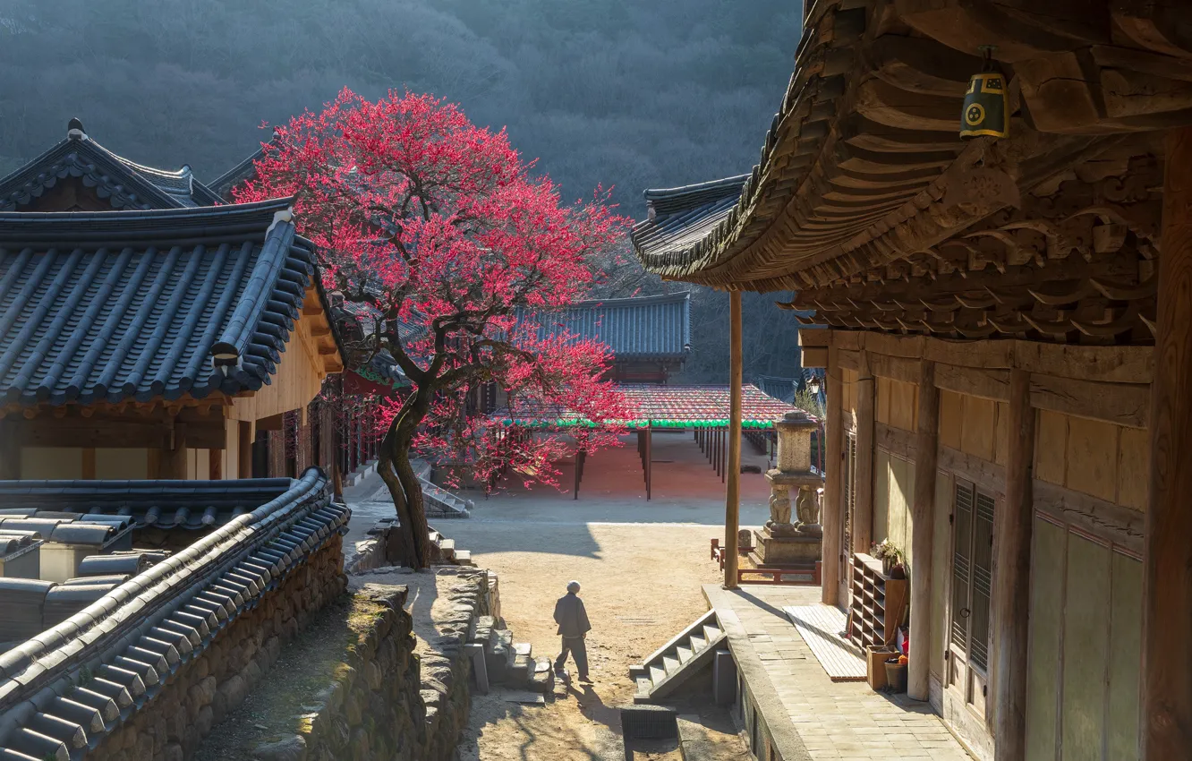 Фото обои дерево, весна, цветение, монастырь, Корея