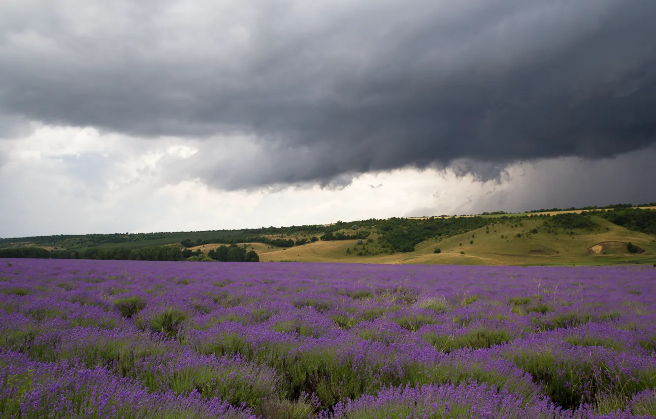 Фото обои поле, пейзаж, sky, field, landscape, flowers, лаванда, lavender, moldova, грозовое небо, lavender field, лавандовое поле, …